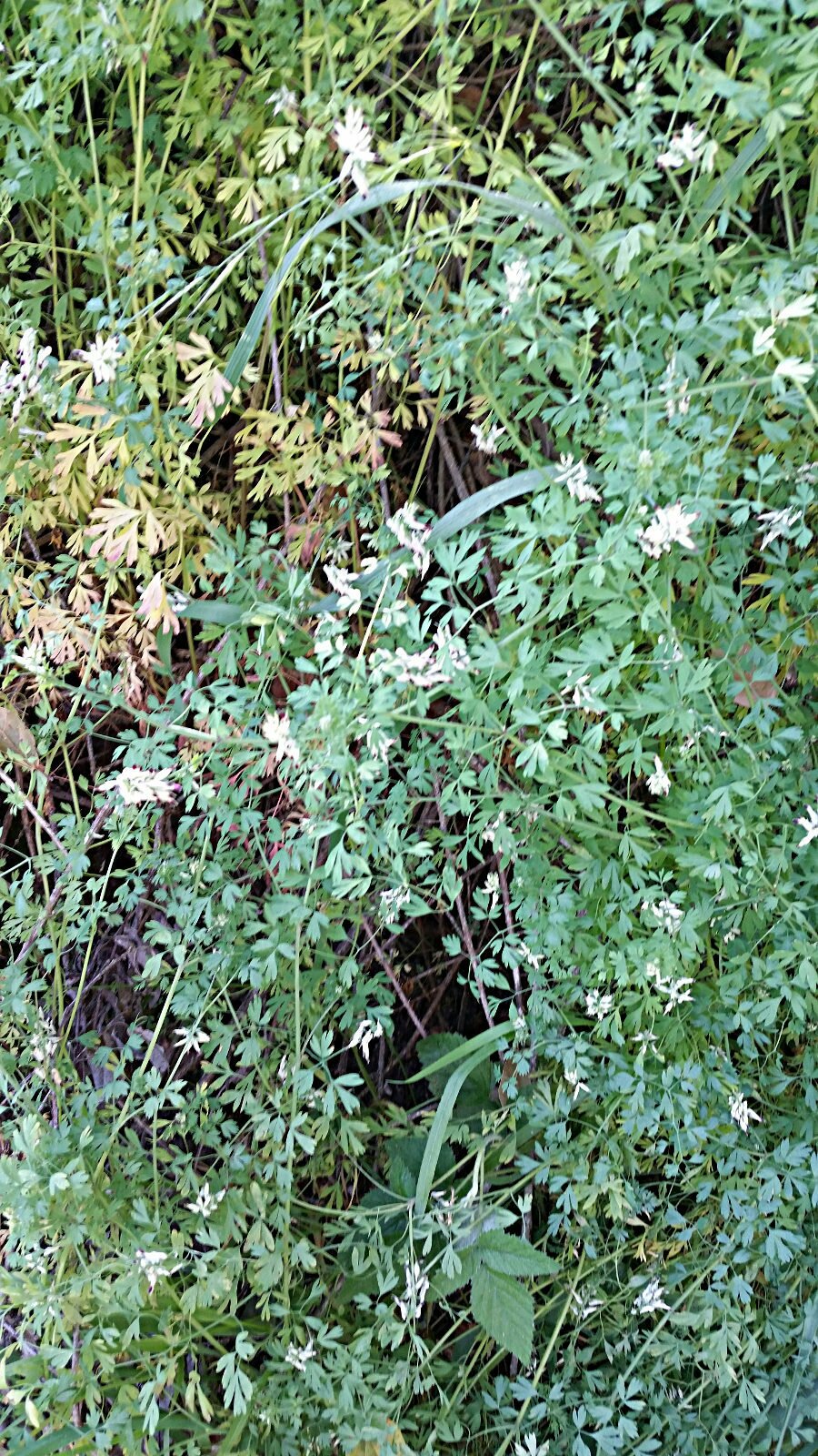 High Resolution Fumaria officinalis Plant